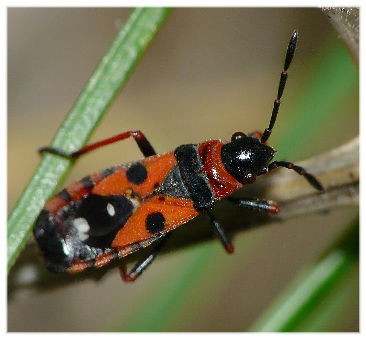 Horvathiolus gibbicollis